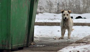 Гуманизм и безопасность: Как в Ковеле решили проблему бездомных собак