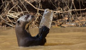 Не перемикайтесь: фонд дикої природи покаже онлайн, як розкладається пластик