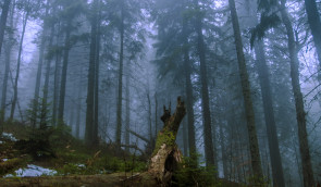 У Карпатах заборонили вирубування лісів: екологи кажуть, що підписаний закон погіршить ситуацію