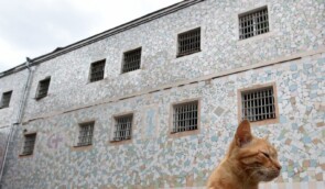 Повертатися до нормального життя в’язням Бучанської колонії допомагатимуть коти