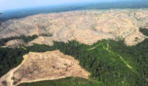 В ООН вважають, що Карпатський регіон опинився в небезпеці через вирубування лісів