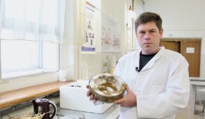 Херсонські вчені винайшли альтернативу пластику з грибів