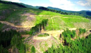 Світові лідери зобов’язались припинити вирубування лісів до 2030 року