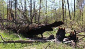 На Житомирщині російські військові спалили 600-річний дуб