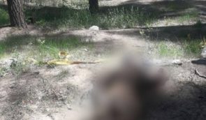 Вблизи Горенки под Киевом нашли тело убитого гражданского со связанными руками и ногами
