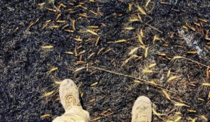 У Запорізькій області Росія знищила 1 400 га зернових