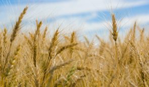Важливий крок для подолання продовольчої кризи: в ЄС привітали угоду з розблокування експорту українського зерна
