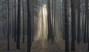 “Ліси України” внесли до переліку особливо важливих для економіки держкомпаній