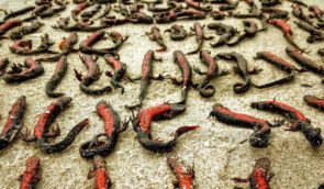 Майже 150 червонокнижних тритонів загинули, бо їх винесло з прісної в солону воду внаслідок підриву росіянами Каховської ГЕС