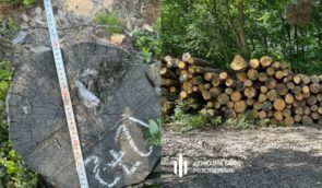Посадовців лісгоспу на Волині підозрюють у незаконному вирубуванні дерев на десятки мільйонів гривень