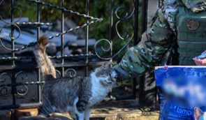У майже зруйнованому росіянами Оріхові живе пара, яка стала господарями для 18 покинутих собак та пів сотні котів