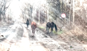 Поліцейські з волонтерами на Донеччині змогли врятувати двох здичавілих коней, ферму яких росіяни знищили торік