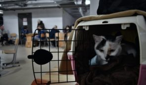 МВС скасувало вимогу, яка забороняла допуск домашніх тварин в укриття