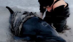 За місяць у Чорному морі внаслідок російської агресії загинули десятки китоподібних