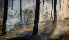 Пожежники на Харківщині гасять 2300 гектарів лісу, що спалахнули внаслідок російських обстрілів