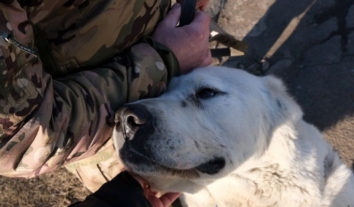 Поліція знайшла покинутому у прифронтовому Покровську собаці новий дім