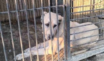 Унаслідок російської атаки постраждали два притулки для тварин на Хмельниччині та Кіровоградщині