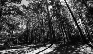 В Україні та Польщі планують досліджувати братські могили з 1920-го та 1939 року – голова УІНП