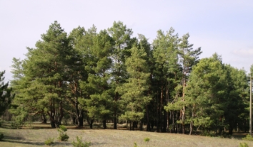 З лісу на Херсонщині поліціянти, медик та місцевий урятували хлопця, який підірвався на російській міні