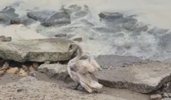 Наслідки удару РФ у ніч на 27 квітня для екології: на Одещині пляма олії у морі розтягнулась на 700 метрів