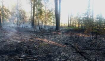 На вихідних через російські удари на Житомирщині спалахнуло п’ять пожеж у лісі